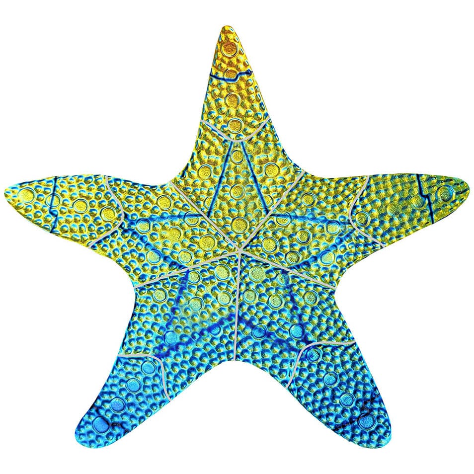 Fusion Starfish Rainbow 10" Porcelain Mosaics Pool Tile Ocean Pool Mosaics