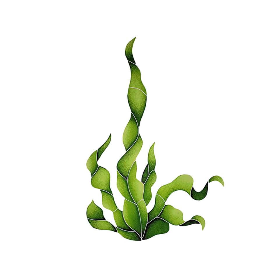 Seaweed 16x11 Porcelain Mosaics Pool Tile Ocean Pool Mosaics