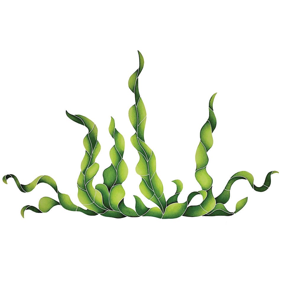 Seaweed 24x40 Porcelain Mosaics Pool Tile Ocean Pool Mosaics