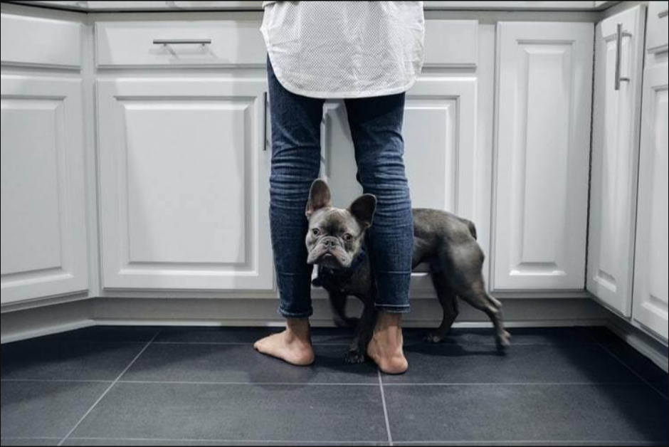 Tile is the Best Flooring Choice if You Have Pets 